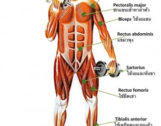 03 กล้ามเนื้อโครงร่างมีน้ำหนักรวมเท่ากับ 50% ...