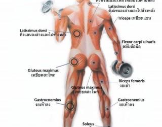 04 ชาวโรมันโบราณใช้คำว่า musculus แปลว่า “ลูกหนูตัวเล็กๆ” ...